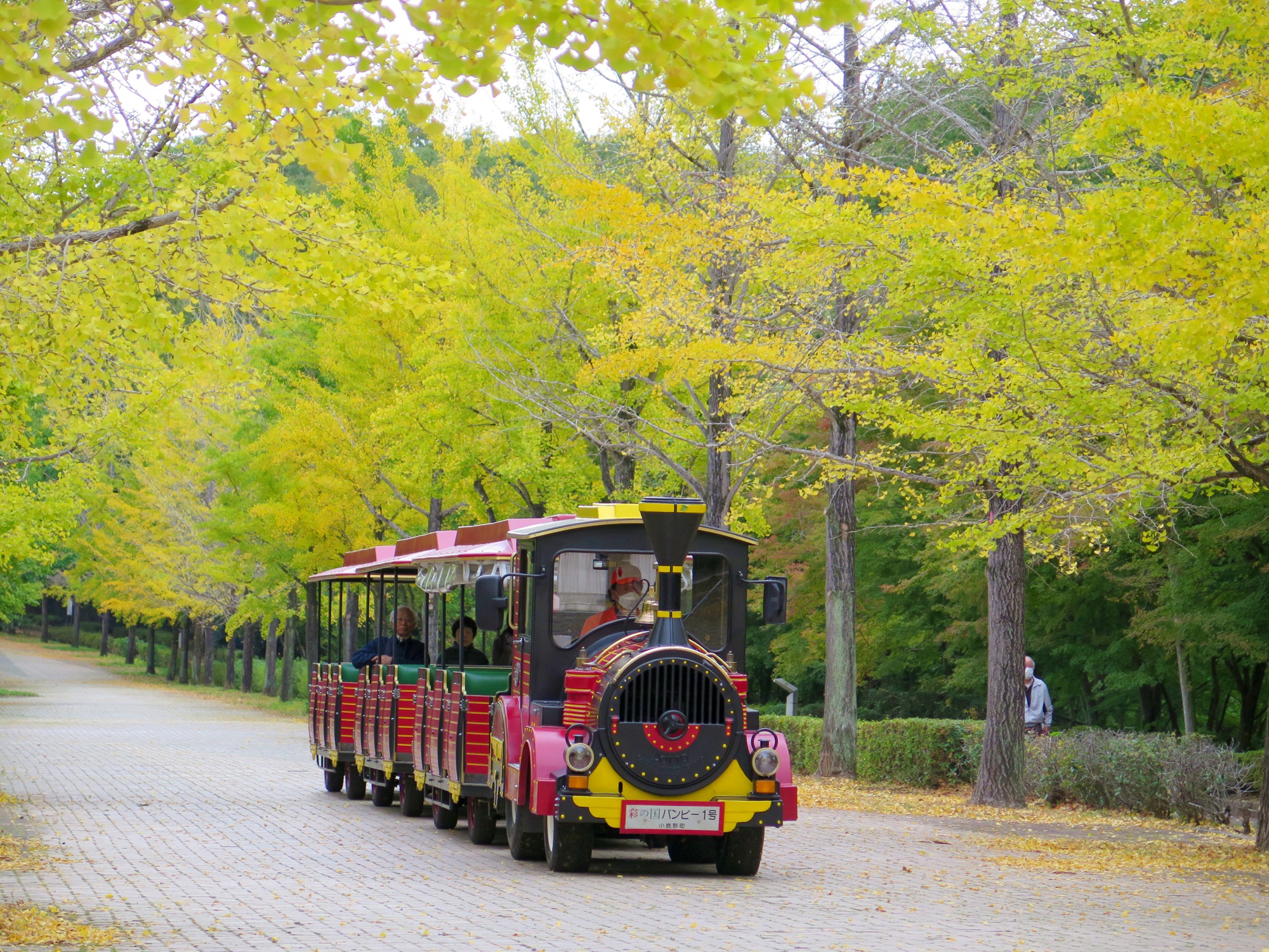 イチョウ並木紅葉情報　10月30日（金）現在